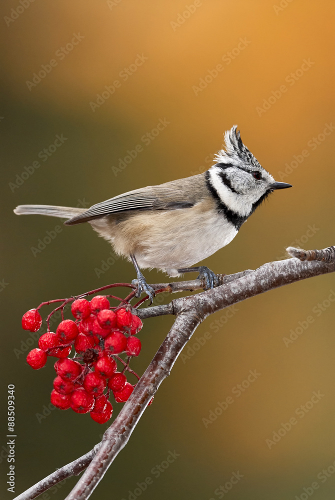 Obraz premium Crested tit and red berries
