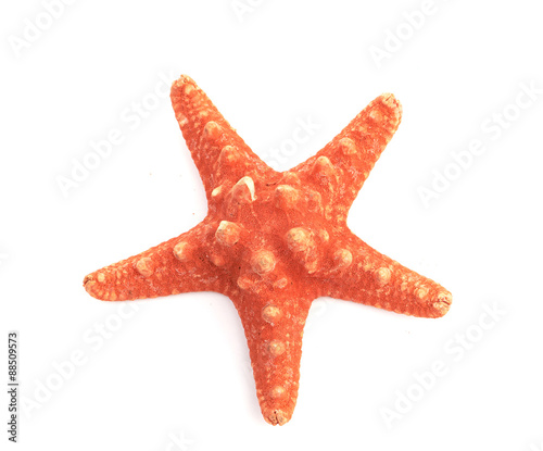 sea star isolated on white