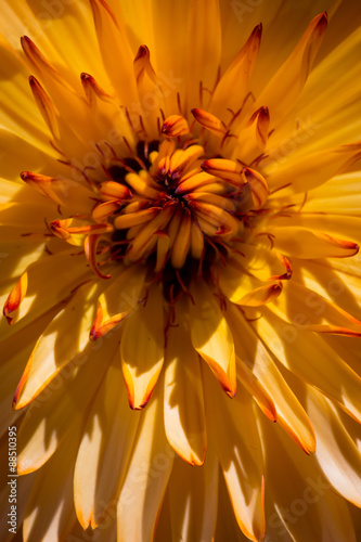 Pot marigold - Calendula officinalis