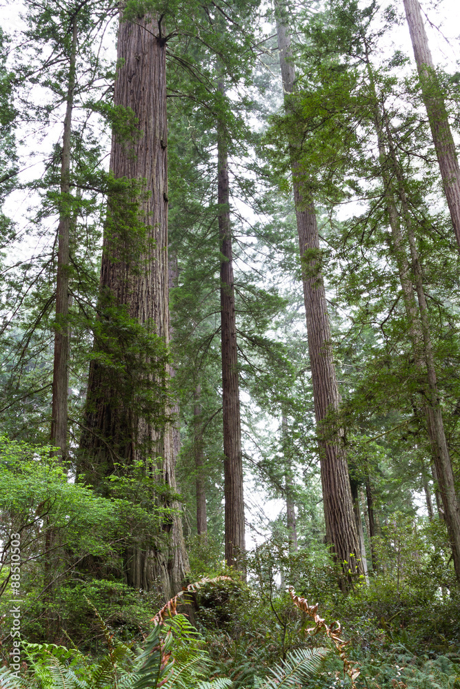 redwood trees redwood trees
