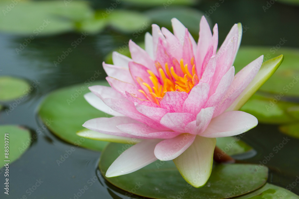 Pink waterlily, petal of waterlily in a pond Pink waterlily, petal of waterlily in a pond