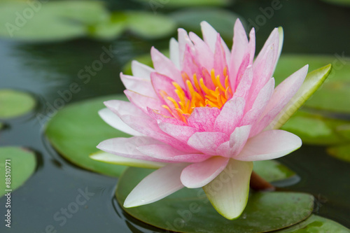 Pink waterlily, petal of waterlily in a pond