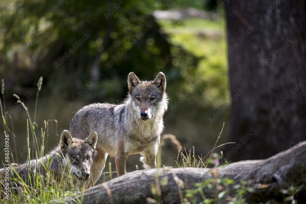 Fototapeta premium Loup gris