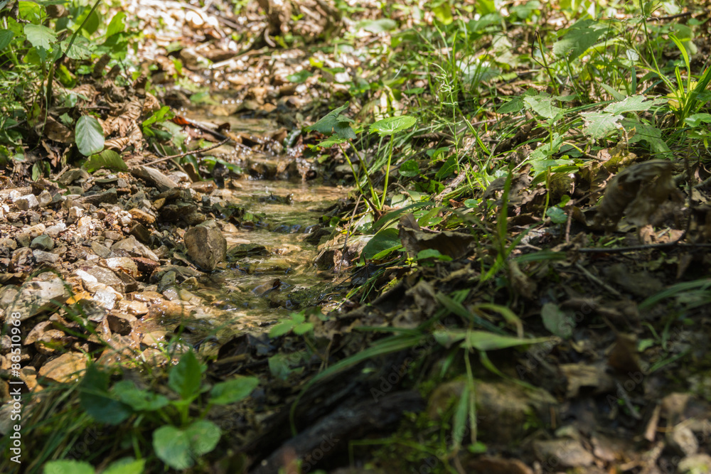 Quelle im Wald