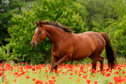 Fuchsstute läuft imMohn