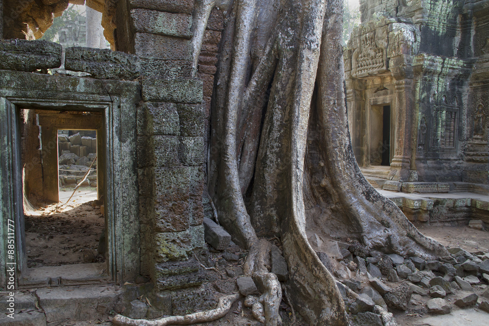 Jungle and giant tree rootsd cover parts of the Ta Prohm temple complex.nearSiem Reap,Cambodia