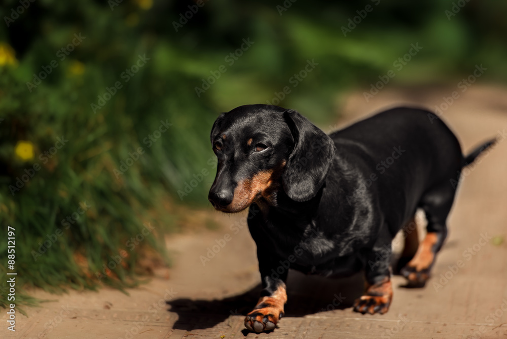 Dachshund dog walking on the green grass