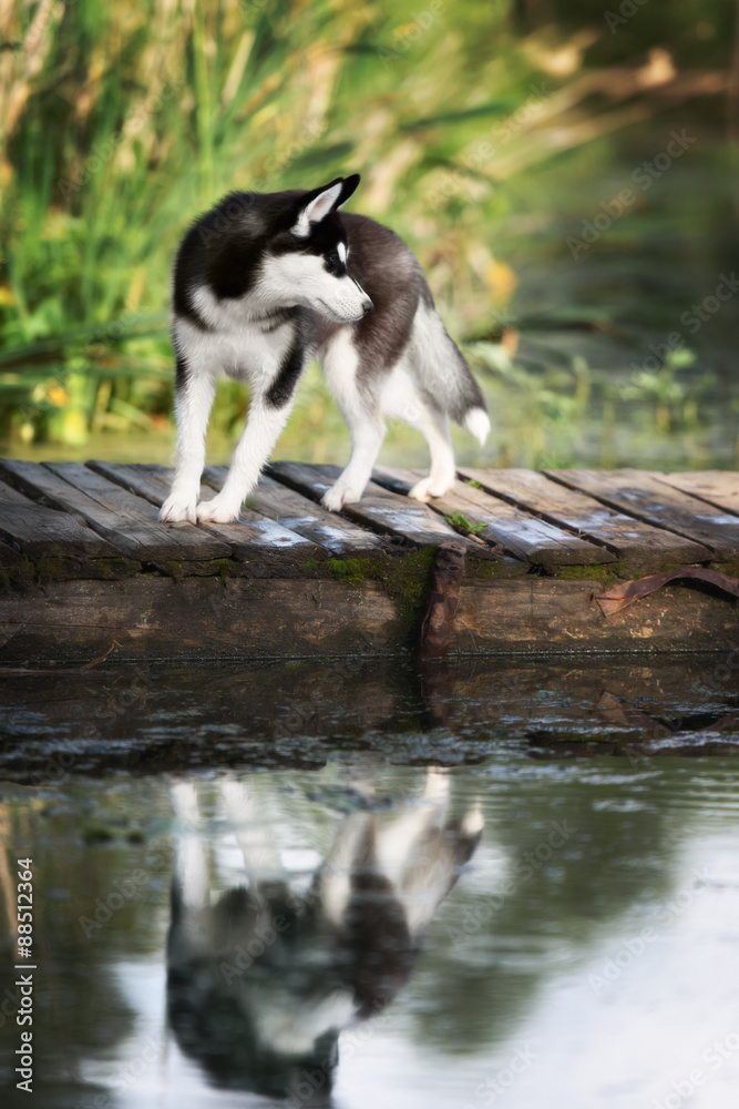 husky standing on the brink of a lake