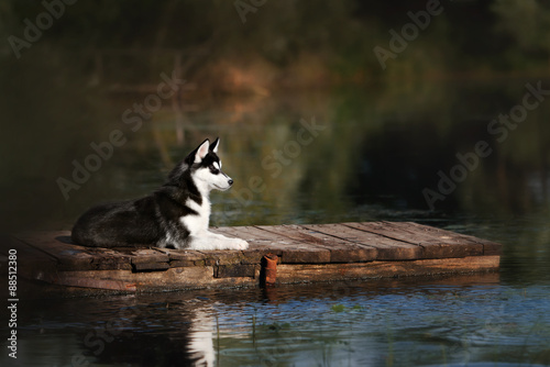 Fototapeta Naklejka Na Ścianę i Meble -  husky standing on the brink of a lake