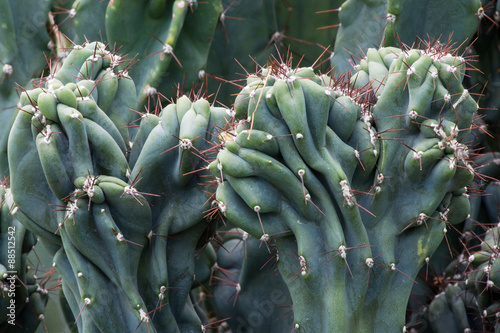 Cactus Cactaceae, Cereus Hildmannianus 'Monstrose' photo