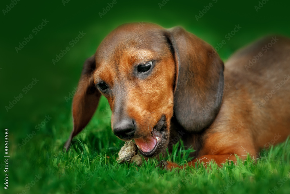 Close up portrate of red dachshund