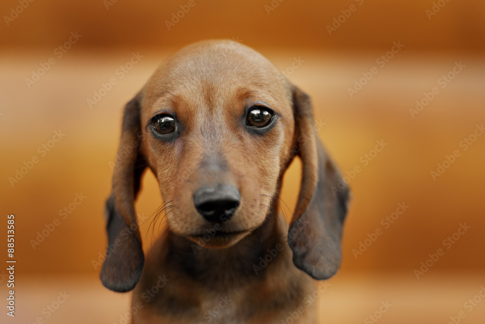 Close up portrate of red dachshund