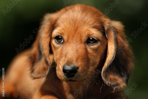 Close up portrate of red longhear dachshund