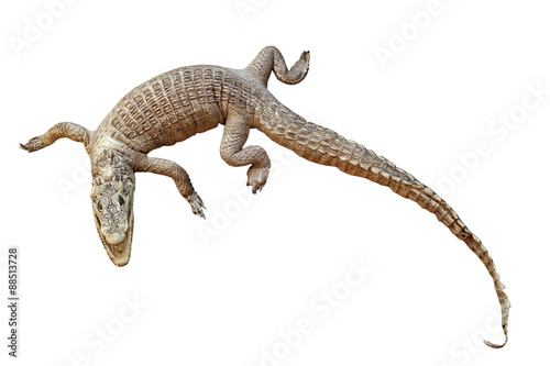 crocodile isolated on white