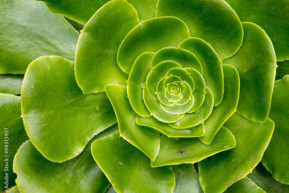 Crasullaceae Aeonium Canaries - Giant velvet rose Crasullaceae Aeonium Canaries - Giant velvet rose