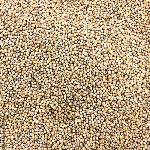 a lot of coriander seed for background uses