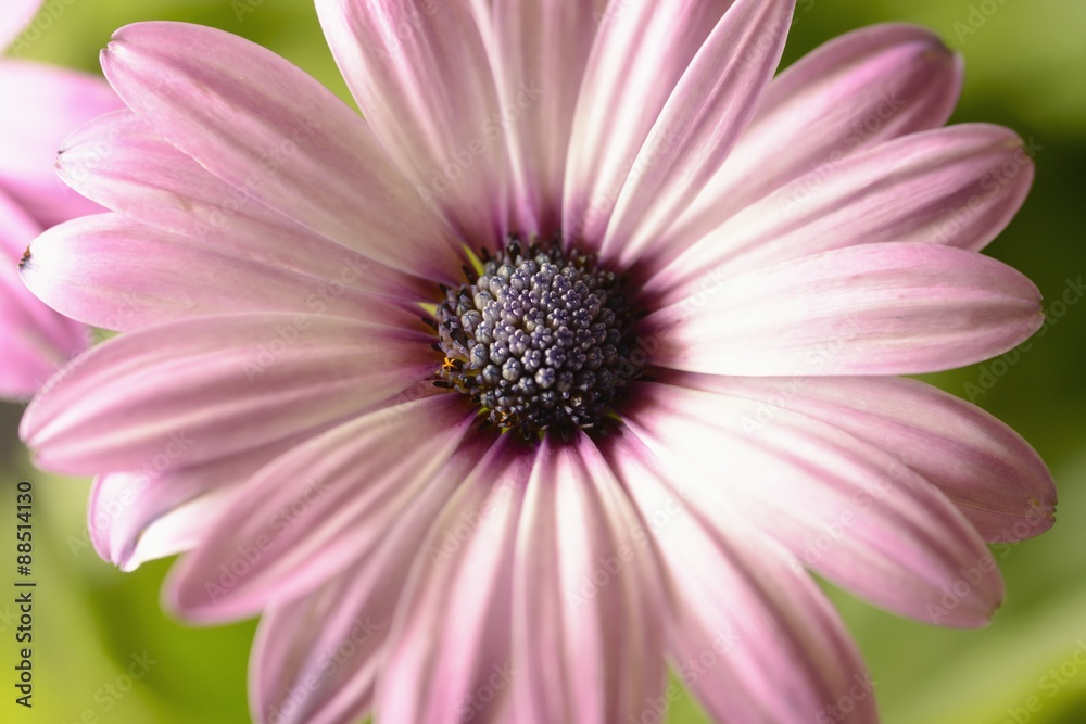 purple daisies purple daisies