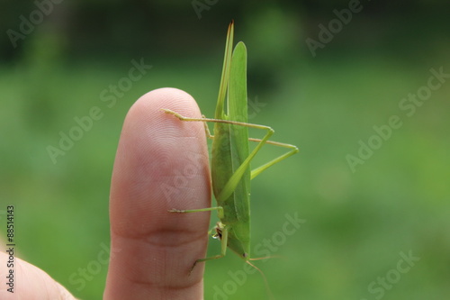 Grasshopper on a woman hand.