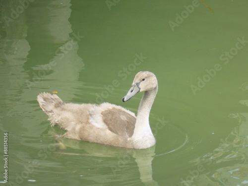 Gray swan on lake