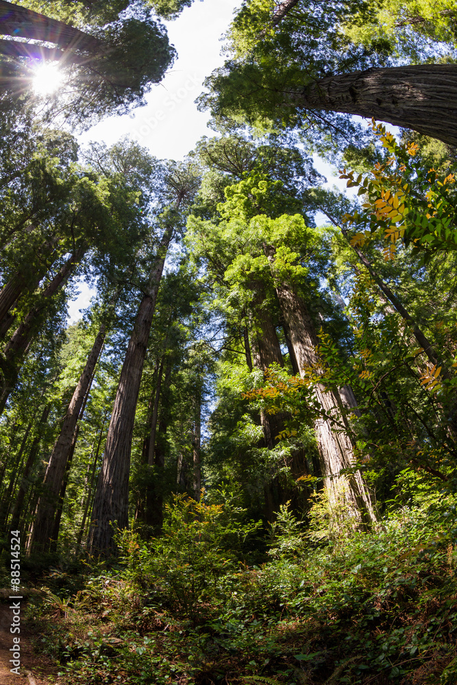 redwood forest redwood forest