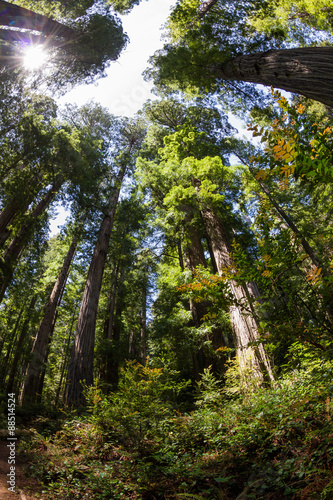 redwood forest