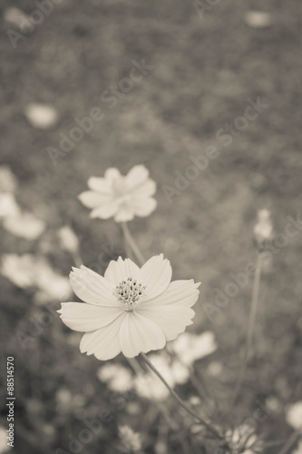 Beautiful cosmos flower with blurred background