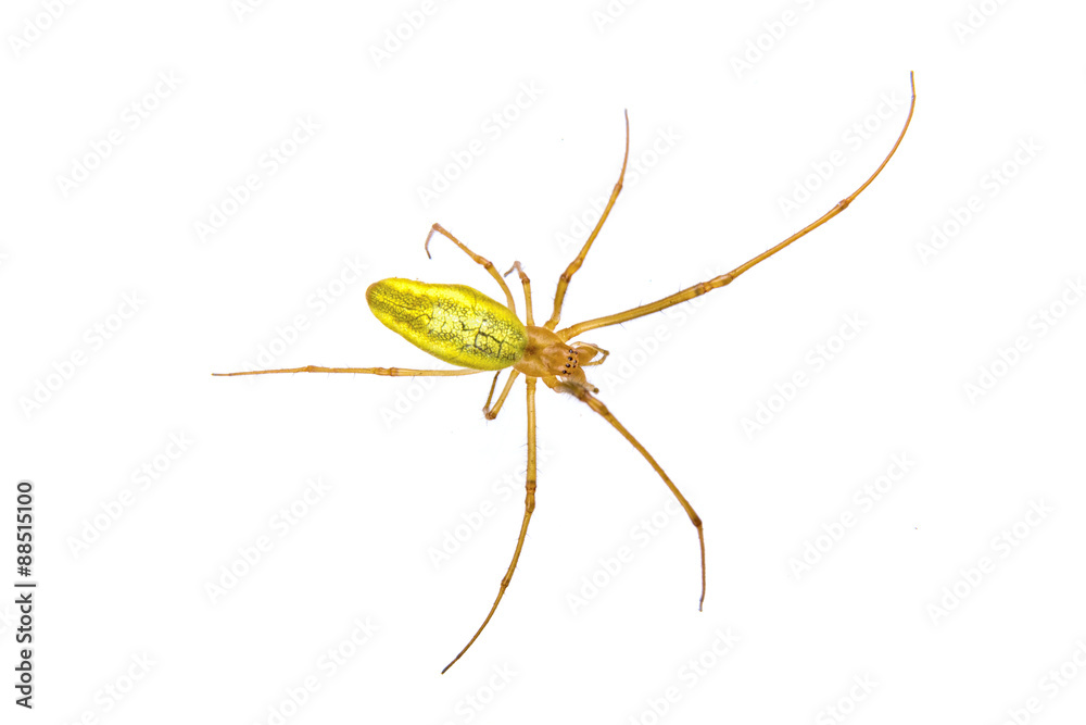Green spider on a white background Green spider on a white background