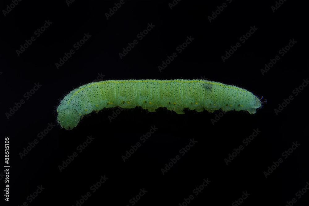 Fototapeta premium Green caterpillar on a black background