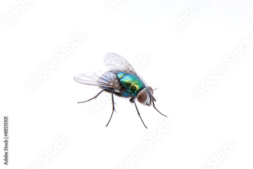 Green fly isolated on a black background