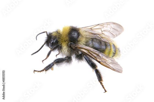 Bumble-bee on a white background