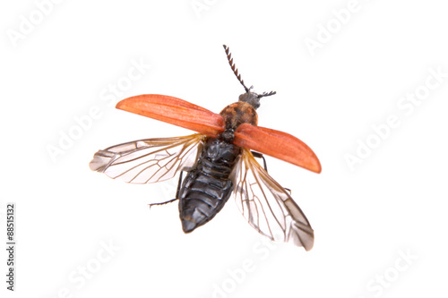 Flying beetle on a white background