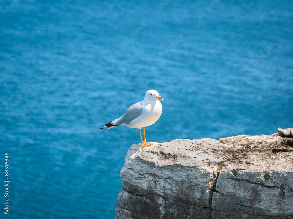 nice beautiful view of lonely seagull sitting on the edge of cliff above Cyprus lake water at Bruce peninsula, Ontario nice beautiful view of lonely seagull sitting on the edge of cliff above Cyprus lake water at Bruce peninsula, Ontario