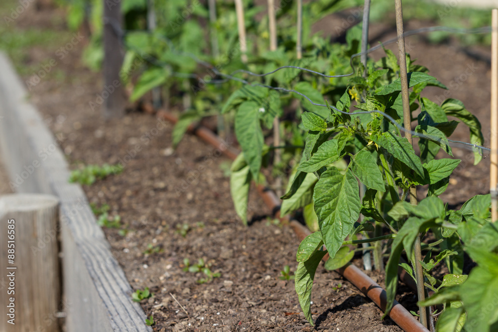 Obraz premium raised garden beds