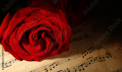 Beautiful red roses on musi...