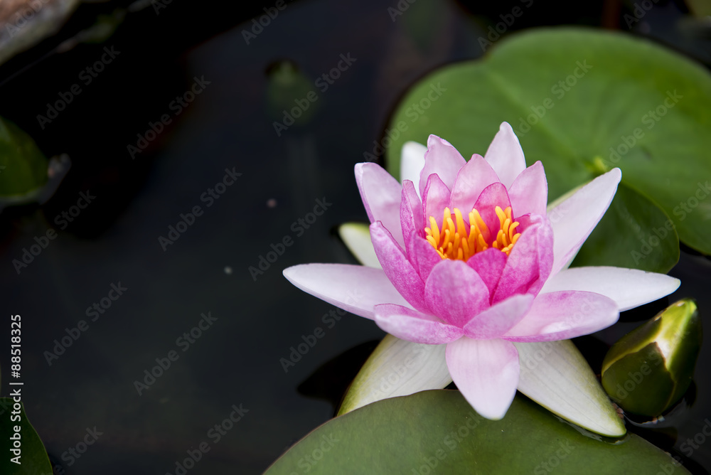 Close up beautiful pink waterlily or lotus flower in pond. Close up beautiful pink waterlily or lotus flower in pond.