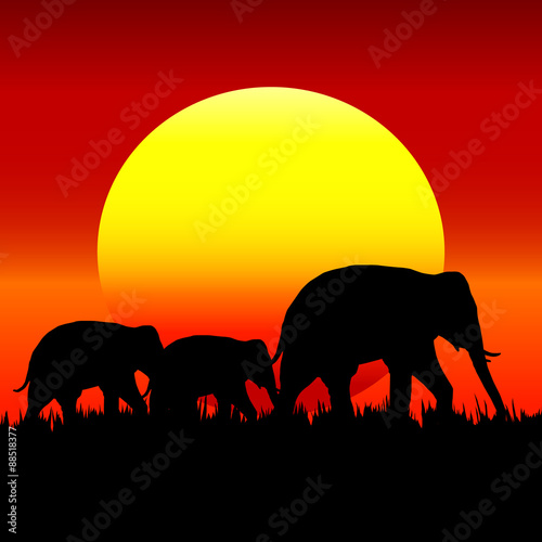 Silhouette of elephant with sunset © jirawatp