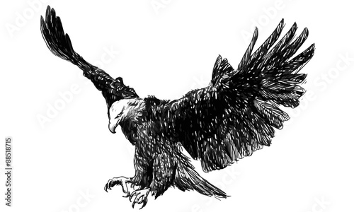 Eagle fly draw monochrome  illustration vector.