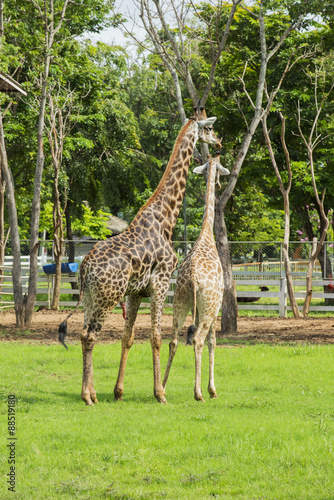 Soulmate Giraffe mating on the farm  Thailand.