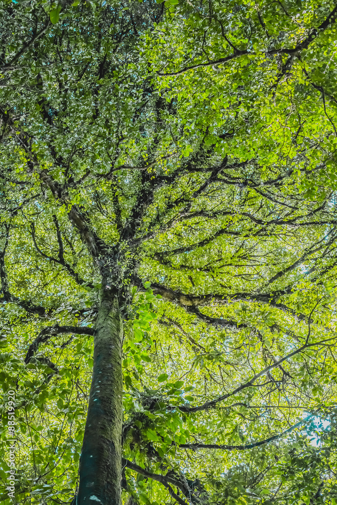 Forest trees leaves background