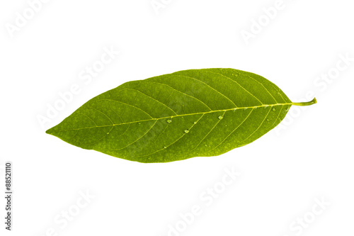 Custard Apple leaf isolated