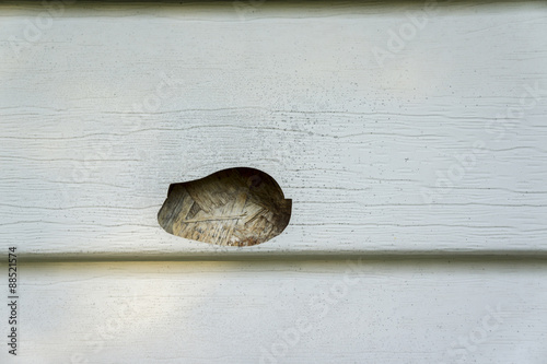 Hail & Mold Damage On Vinyl Siding Of A House