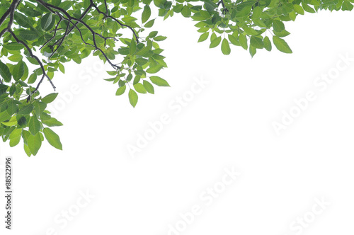 Green leaf on white background