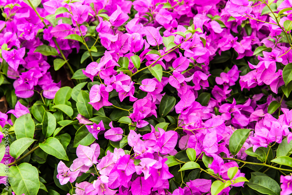 Bougainvillea Bougainvillea