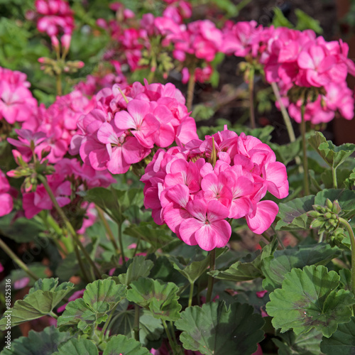 Fototapeta Naklejka Na Ścianę i Meble -  Pelargonien