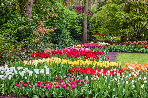 tulips flower garden, Netherlands, Holland