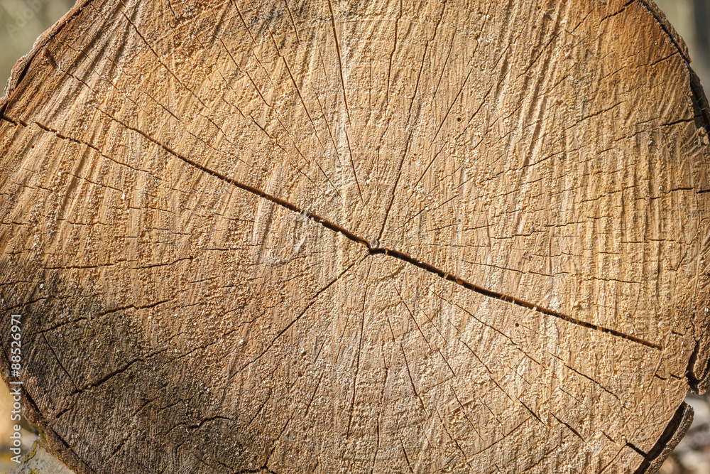 Fototapeta premium Ścięty pień topoli. Populus.