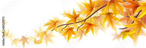 Autumn branch with maple leaves on white, vector illustration