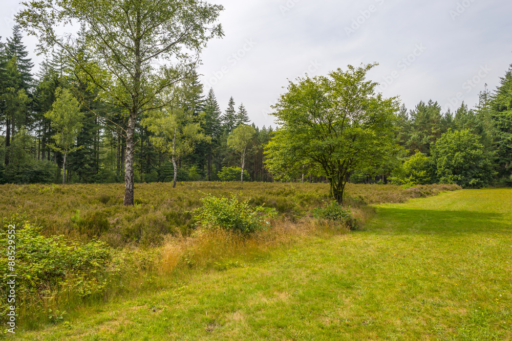Clearing with blooming Heather in a pine forest Clearing with blooming Heather in a pine forest