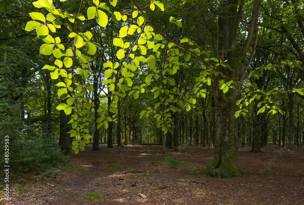 Naklejka premium Foliage of a beech forest in sunlight in summer