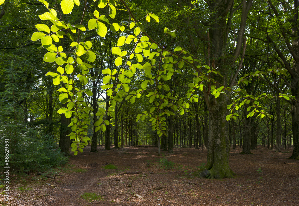 Naklejka premium Foliage of a beech forest in sunlight in summer
